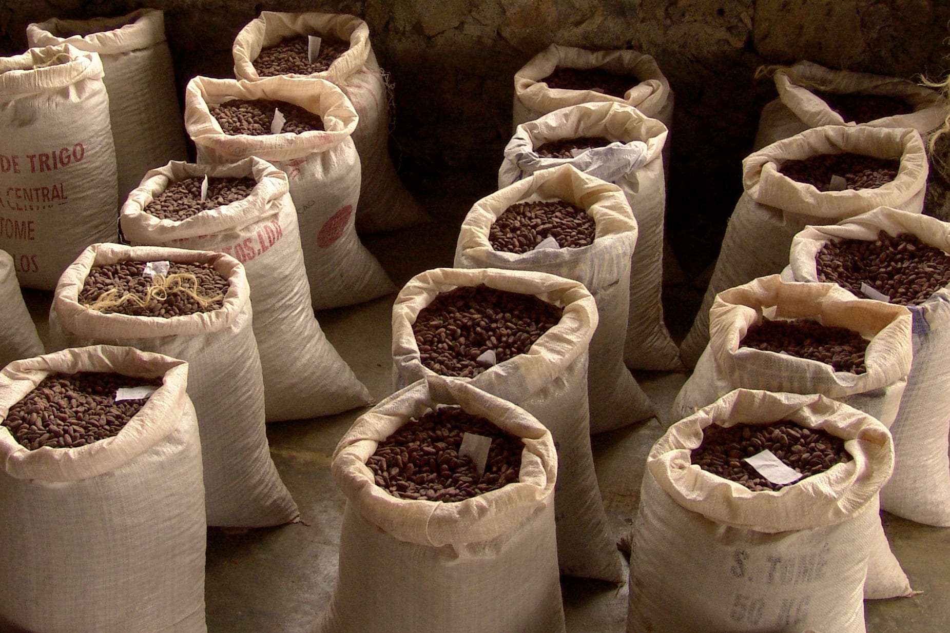 Baccelli di cacao in una piantagione di Sao Tomè